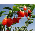 Ningxia factory wholesale bulk dried organic goji berries